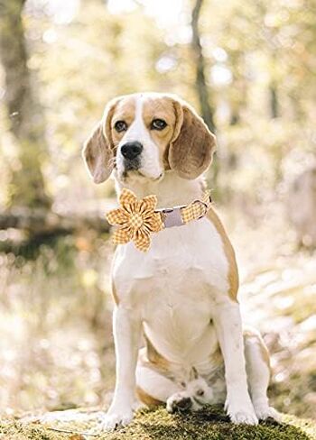 Lionet Paws Valentine‘s Day Dog Collar with Flower, Soft and Comfortable, Adjustable Collar for Medium Dogs Girl, Neck 13.5-22 inches in Saudi Arabia