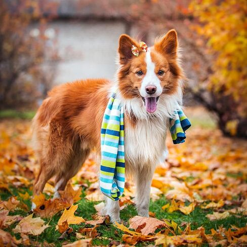 40 Pieces Small Dog Hair Bows with Rubber Bands Autumn Fall Dog Topknot Bow Pet Rhinestone Hair Topknot Bows Pet Handmade Hair Bowknot Grooming Accessories for Thanksgiving Pet Supplies, 20 Pairs in Saudi Arabia