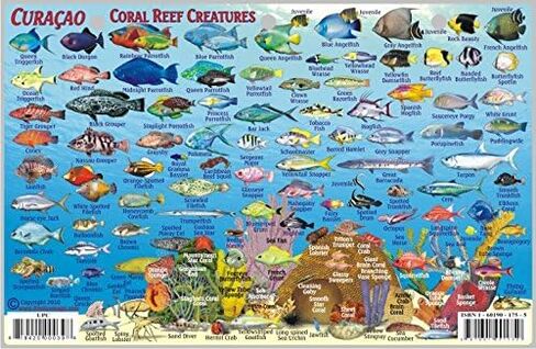 Curacao Dive Map & Reef Creatures Guide Franko Maps Laminated Fish Card in Saudi Arabia