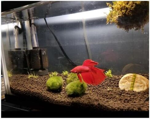 باوكوو فلتر اسفنجي صغير لحوض السمك يعمل بالهواء مع فلتر مسبق in Kuwait