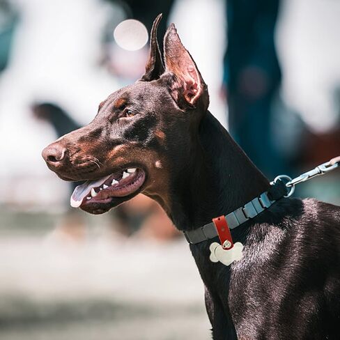 IVIA PET كاتم صوت علامة الكلب، مشبك العلامة، موصل طوق الحيوانات الأليفة قابل للتعديل لعلامات الحيوانات الأليفة للكلاب والقطط (بني) in Kuwait