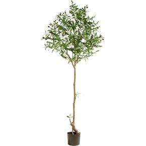 شجرة زيتون صناعية بطول 6 أقدام نبات حرير صناعي شجرة زيتون مزيفة بوعاء مع زارع فروع صناعية كبيرة وفواكه واقعية لتزيين أرضية غرفة المعيشة والمكتب المنزلي الحديث في الأماكن المغلقة - قطعتان in Kuwait