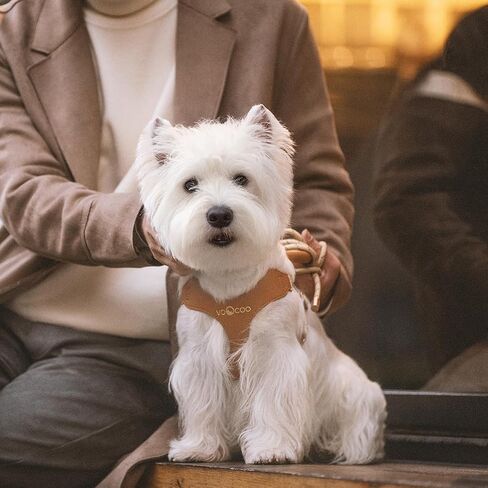 VOOCOO Dog Harness and Leash Set, No Pull No Choke Neck & Chest Adjustable Pet Harness for Small, Medium Dogs, Soft PU Leather Dog Harness with Reflective Anti-Twist Dog Leash for Puppy, Kitten, Cats in Kuwait