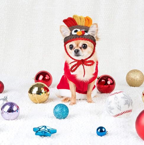 رايبت زي الديك الرومي للقطط - قبعة تركيا للحيوانات الاليفة لعيد الشكر للقطط والكلاب الصغيرة in Kuwait