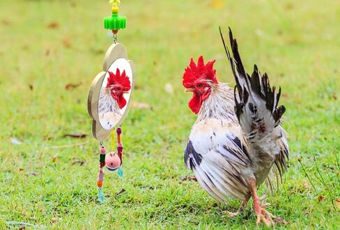 Vehomy Chicken Toys for Hens with Mirrors Chicken Wood Mirror Toy with Bell for Chicks Hens Roosters in Saudi Arabia