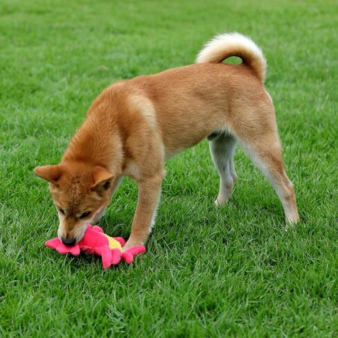 ألعاب قطيفة للكلاب من تيكاتون - لعبة مضغ للجرو تصدر صوتًا للتسنين والتدريب والملل والتحفيز، هدية متينة مثالية للسلالات الصغيرة والمتوسطة والكبيرة ذات شكل تمساح لطيف in Kuwait