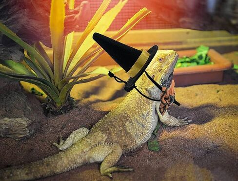 Vehomy 2 Sets Bearded Dragon Halloween Costume- Lizard Halloween Witch Hat Hamster Halloween Hat Bearded Dragon Bowties Reptile Halloween Hat Bowtie Costume for Hamster Lizard Bird Parrot 4pcs in Saudi Arabia