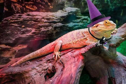 Vehomy 2 Sets Bearded Dragon Halloween Costume- Lizard Halloween Witch Hat Hamster Halloween Hat Bearded Dragon Bowties Reptile Halloween Hat Bowtie Costume for Hamster Lizard Bird Parrot 4pcs in Saudi Arabia