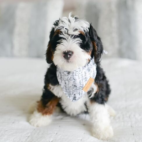 وشاح باندانا لملابس الحيوانات الأليفة من ويلو كريك للكلاب والجراء | عبوة خارجية 2 | نسيج متين مزدوج الطبقات |لطيف وحديث| جميع السلالات | ولد وفتاة | قابل للتعديل صغير وكبير وكبير جدًا (كبير) in Kuwait