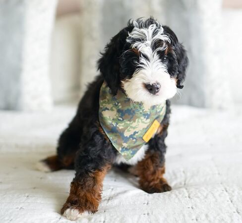 وشاح باندانا لملابس الحيوانات الأليفة من ويلو كريك للكلاب والجراء | عبوة خارجية 2 | نسيج متين مزدوج الطبقات |لطيف وحديث| جميع السلالات | ولد وفتاة | قابل للتعديل صغير وكبير وكبير جدًا (كبير) in Kuwait