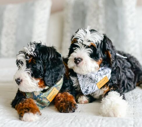 وشاح باندانا لملابس الحيوانات الأليفة من ويلو كريك للكلاب والجراء | عبوة خارجية 2 | نسيج متين مزدوج الطبقات |لطيف وحديث| جميع السلالات | ولد وفتاة | قابل للتعديل صغير وكبير وكبير جدًا (كبير) in Kuwait