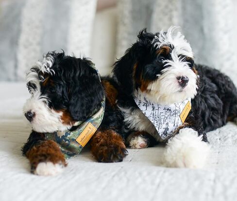 وشاح باندانا لملابس الحيوانات الأليفة من ويلو كريك للكلاب والجراء | عبوة خارجية 2 | نسيج متين مزدوج الطبقات |لطيف وحديث| جميع السلالات | ولد وفتاة | قابل للتعديل صغير وكبير وكبير جدًا (كبير) in Kuwait