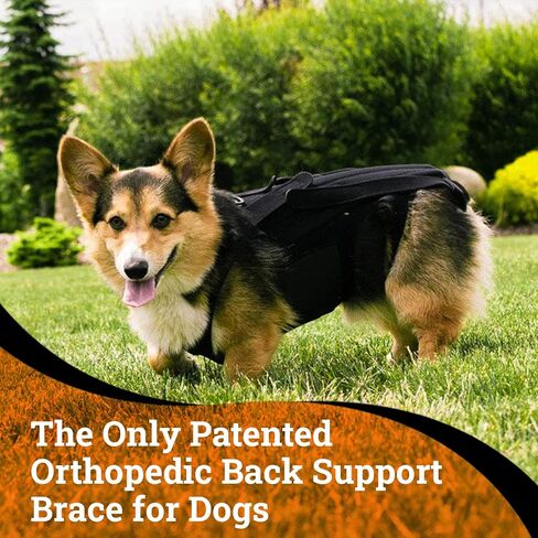 L'il Back Bracer for IVDD في الكلاب الصغيرة، والتهاب المفاصل، والتعافي الجراحي للعمود الفقري، والقرص المنفتق، والقرص المنزلق، وإعادة التأهيل - الكلاب الألمانية، وفصيل كورجيس، ونسيج Breathe-O-Prene من الدرجة الطبية (متوسط) in Saudi Arabia