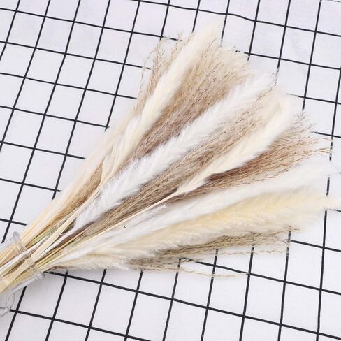 50 قطعة 40 سم من عشب البامبا الطبيعي المجفف بلون ابيض بوهو لديكور المنزل، زهور مجففة طبيعية للمزهريات وباقة زهور الفراغميت البيضاء وديكور حفلات الزفاف والعطلات in Kuwait