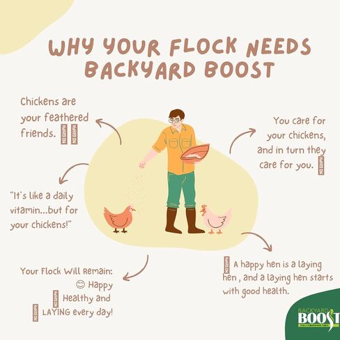 Backyard Boost Daily Essentials علف الدجاج | أغذية عالية البروتين للدجاج البياض | حقيبة 2.5 جنيه in Kuwait