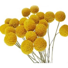 زهرة مجففة طبيعية مكونة من 30 ساق من كولور لايف - كرات كراسبيديا/بيلي in Kuwait