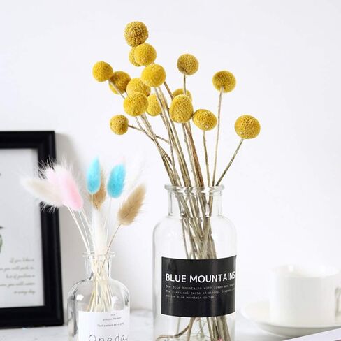 زهرة مجففة طبيعية مكونة من 30 ساق من كولور لايف - كرات كراسبيديا/بيلي in Kuwait