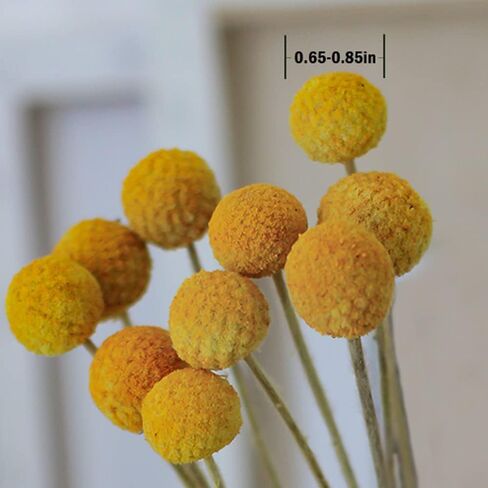 زهرة مجففة طبيعية مكونة من 30 ساق من كولور لايف - كرات كراسبيديا/بيلي in Kuwait