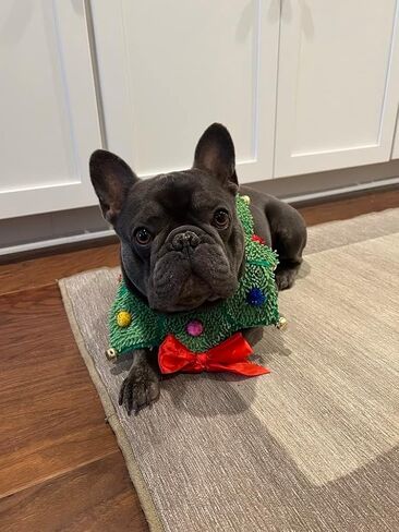 زي ComfyCamper لإكليل عيد الميلاد برقبة Scrunchie للكلاب - سترة قبيحة لعيد الميلاد كبيرة ومتوسطة وصغيرة الحجم، مقاس كبير، أخضر in Kuwait