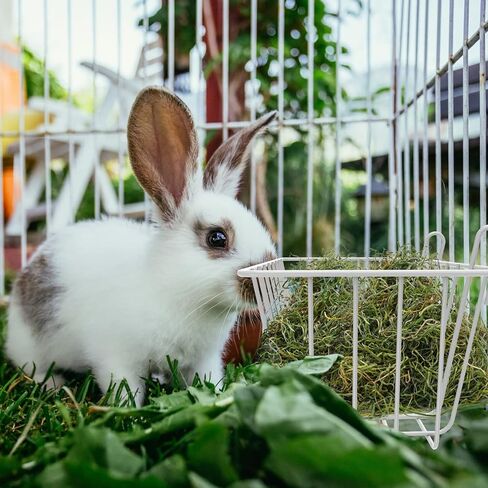 بيلوبي 4 قطع من وحدة تغذية القش والارانب مع خطافات، وحدة تغذية القش والخنزير الغيني، حامل قش معدني شديد التحمل للارانب والخنزير الغيني والارنب والشنشيلة، مستلزمات الحيوانات الاليفة الصغيرة، 9.1 × 3.9 in Kuwait