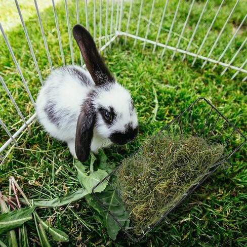 بيلوبي 4 قطع من وحدة تغذية القش والارانب مع خطافات، وحدة تغذية القش والخنزير الغيني، حامل قش معدني شديد التحمل للارانب والخنزير الغيني والارنب والشنشيلة، مستلزمات الحيوانات الاليفة الصغيرة، 9.1 × 3.9 in Kuwait