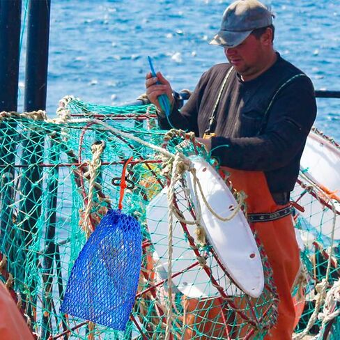 ميلكاري اكياس طعوم سرطان البحر، 6 قطع من الفخاخ الشبكية بتصميم رياضي مع خزانة مطاطية لجراد البحر والروبيان والاسماك in Kuwait