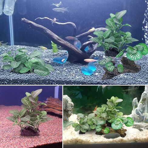 نباتات حوض السمك الحريرية لسمكة بيتا، 3 قطع من البلاستيك العائمة خزان الأسماك النباتي ملحقات صغيرة الاصطناعي تحت الماء العشب الماء المائي in Kuwait