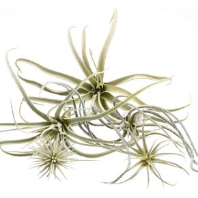 CHIVE Artificial Air Plants — Bulk Set of 5, Small — Ultra Realistic Fake Tillandsia Bromeliad Plants — Decorative Faux Succulents for Home & Office Decor — No Care Needed! in Kuwait