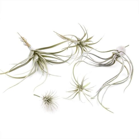 CHIVE Artificial Air Plants — Bulk Set of 5, Small — Ultra Realistic Fake Tillandsia Bromeliad Plants — Decorative Faux Succulents for Home & Office Decor — No Care Needed! in Kuwait