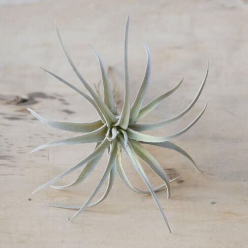 CHIVE Artificial Air Plants — Bulk Set of 5, Small — Ultra Realistic Fake Tillandsia Bromeliad Plants — Decorative Faux Succulents for Home & Office Decor — No Care Needed! in Kuwait
