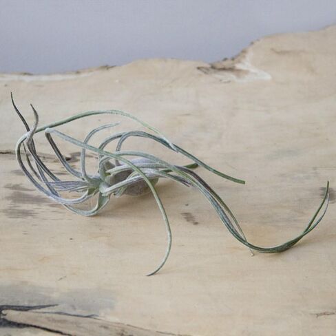 CHIVE Artificial Air Plants — Bulk Set of 5, Small — Ultra Realistic Fake Tillandsia Bromeliad Plants — Decorative Faux Succulents for Home & Office Decor — No Care Needed! in Kuwait