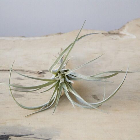 CHIVE Artificial Air Plants — Bulk Set of 5, Small — Ultra Realistic Fake Tillandsia Bromeliad Plants — Decorative Faux Succulents for Home & Office Decor — No Care Needed! in Kuwait
