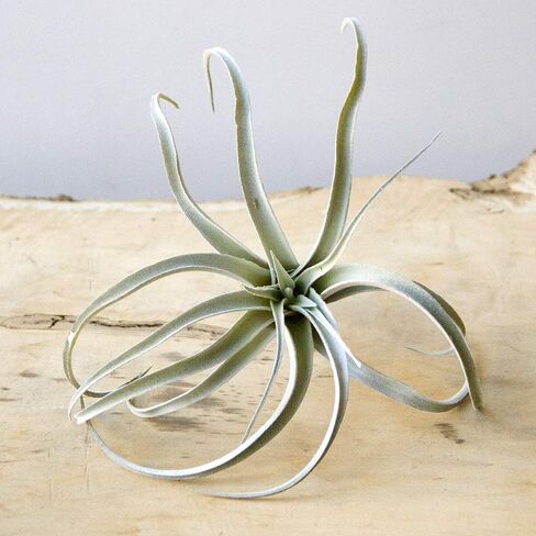 CHIVE Artificial Air Plants — Bulk Set of 5, Small — Ultra Realistic Fake Tillandsia Bromeliad Plants — Decorative Faux Succulents for Home & Office Decor — No Care Needed! in Kuwait