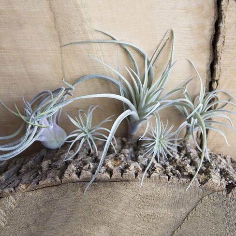 CHIVE Artificial Air Plants — Bulk Set of 5, Small — Ultra Realistic Fake Tillandsia Bromeliad Plants — Decorative Faux Succulents for Home & Office Decor — No Care Needed! in Kuwait