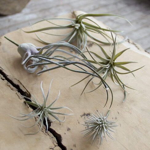 CHIVE Artificial Air Plants — Bulk Set of 5, Small — Ultra Realistic Fake Tillandsia Bromeliad Plants — Decorative Faux Succulents for Home & Office Decor — No Care Needed! in Kuwait