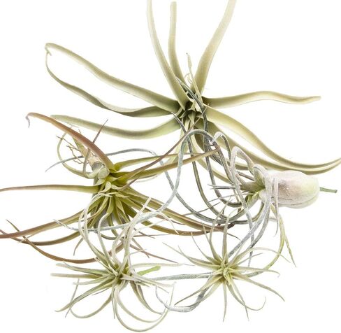 نباتات الهواء الاصطناعية من CHIVE - مجموعة كبيرة من 5، صغيرة - نباتات تيلاندسيا بروميلياد وهمية واقعية للغاية - نباتات عصارية صناعية مزخرفة لديكور المنزل والمكتب - لا حاجة إلى رعاية! in Kuwait