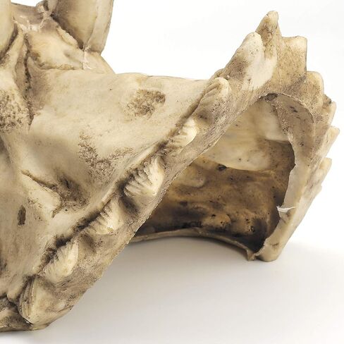 AGUMARK ديكورات حوض السمك ديناصور ترايسيراتوبس ديكور جمجمة، نموذج جمجمة مصنوع من الراتنج لمخبأ الزواحف، ملحقات حوض السمك، ديكور شريط المنزل (جمجمة L) in Kuwait