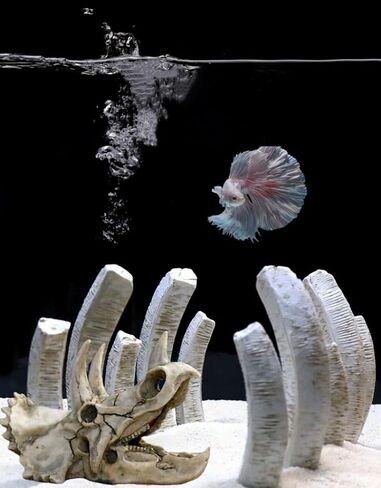 AGUMARK ديكورات حوض السمك ديناصور ترايسيراتوبس ديكور جمجمة، نموذج جمجمة مصنوع من الراتنج لمخبأ الزواحف، ملحقات حوض السمك، ديكور شريط المنزل (جمجمة L) in Kuwait