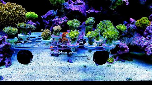 Magnetic Coral Frag Rack Strongest N52 Magnets Holds up to 41 Plugs (Medium Slim) in Kuwait