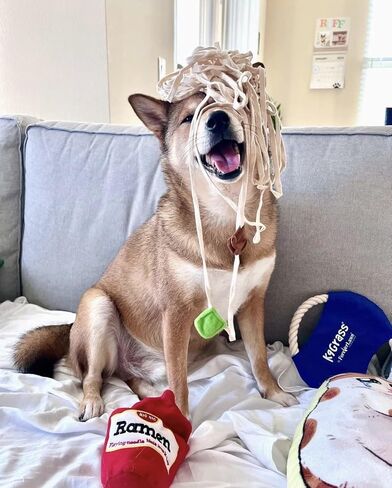 لعبة سلة النزهة لإخفاء الوجبات الخفيفة للكلاب من تشوتشوتشو، لعبة ألغاز عمل الأنف، حصيرة استنشاق، لعبة تفاعلية للكلاب للتحفيز العقلي للكلاب، وتخفيف الملل والتوتر والقلق in Kuwait