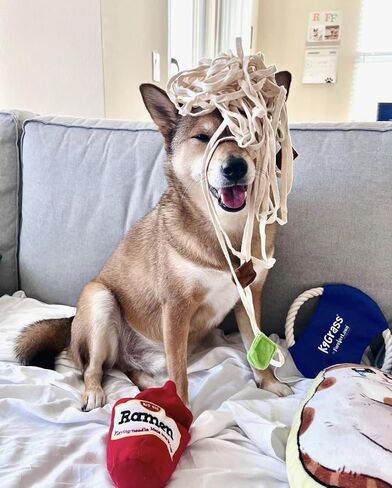 لعبة سلة النزهة لإخفاء الوجبات الخفيفة للكلاب من تشوتشوتشو، لعبة ألغاز عمل الأنف، حصيرة استنشاق، لعبة تفاعلية للكلاب للتحفيز العقلي للكلاب، وتخفيف الملل والتوتر والقلق in Kuwait