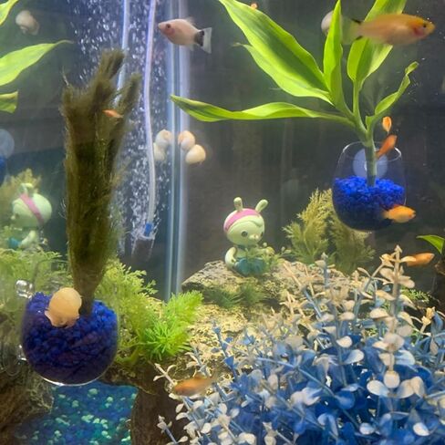 4 أكواب نباتات مائية من الأكريليك مع حامل تثبيت بالشفط 4.57 سم وعاء البستنة الصغير المغذِّي للدودة الحمراء وحامل مائي لحوض الأسماك وديكور نباتات لحوض الأسماك من روهو in Kuwait