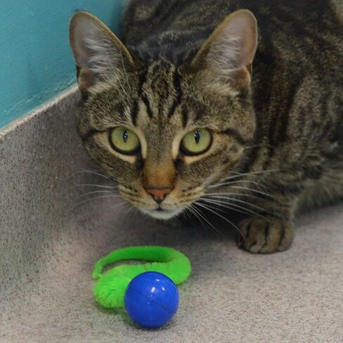 Dezi & Roo Wiggly Ping Ball - Fun Cat Toys - Toy Balls for Indoor Cats - Designed by a Feline Vet - Made in USA - 3pk in Kuwait