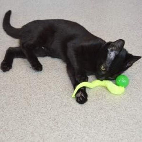 Dezi & Roo Wiggly Ping Ball - Fun Cat Toys - Toy Balls for Indoor Cats - Designed by a Feline Vet - Made in USA - 3pk in Kuwait