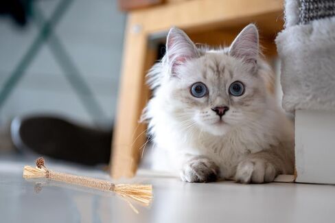 Catnip Chew Toys for Cats Silvervine Sticks for Kittens Teeth Cleaning, 8 Pack Silvervine Cat Toy Anxiety and Stress Relief, Aggressive Chewers Cat Dental Toy in Kuwait