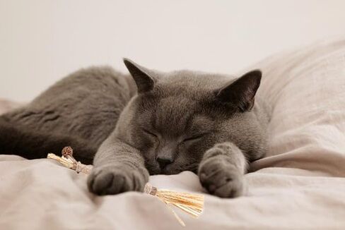 Catnip Chew Toys for Cats Silvervine Sticks for Kittens Teeth Cleaning, 8 Pack Silvervine Cat Toy Anxiety and Stress Relief, Aggressive Chewers Cat Dental Toy in Kuwait