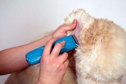 Andis 73515 Pulse Li 5 Cord/Cordless Grooming Clipper for Dogs, Cats and Equine, Teal in Saudi Arabia