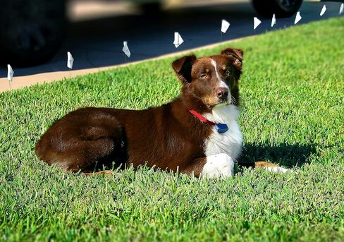 طوق سياج قياسي إضافي للكلاب من Extreme Dog Fence مع مجموعة كبيرة ومتوسطة من جهات الاتصال المريحة للكلاب والجراء من جميع أطوال الشعر - 3 عبوات in Saudi Arabia
