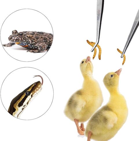 CoCoo Feeding Tongs for Reptiles, Stainless Steel Tweezers, 1 Straight Tip Nipper & 1 Curved Serrated Forcep, Feeds Mealworms, Crickets to Snakes, Geckos, Lizards, Tarantulas, 2pc in Kuwait