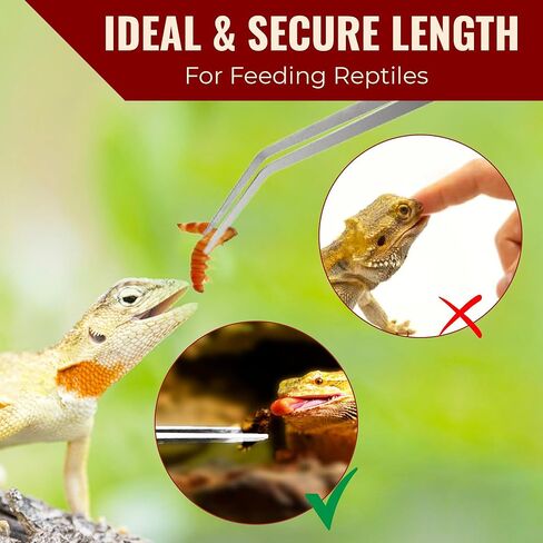 CoCoo Feeding Tongs for Reptiles, Stainless Steel Tweezers, 1 Straight Tip Nipper & 1 Curved Serrated Forcep, Feeds Mealworms, Crickets to Snakes, Geckos, Lizards, Tarantulas, 2pc in Kuwait